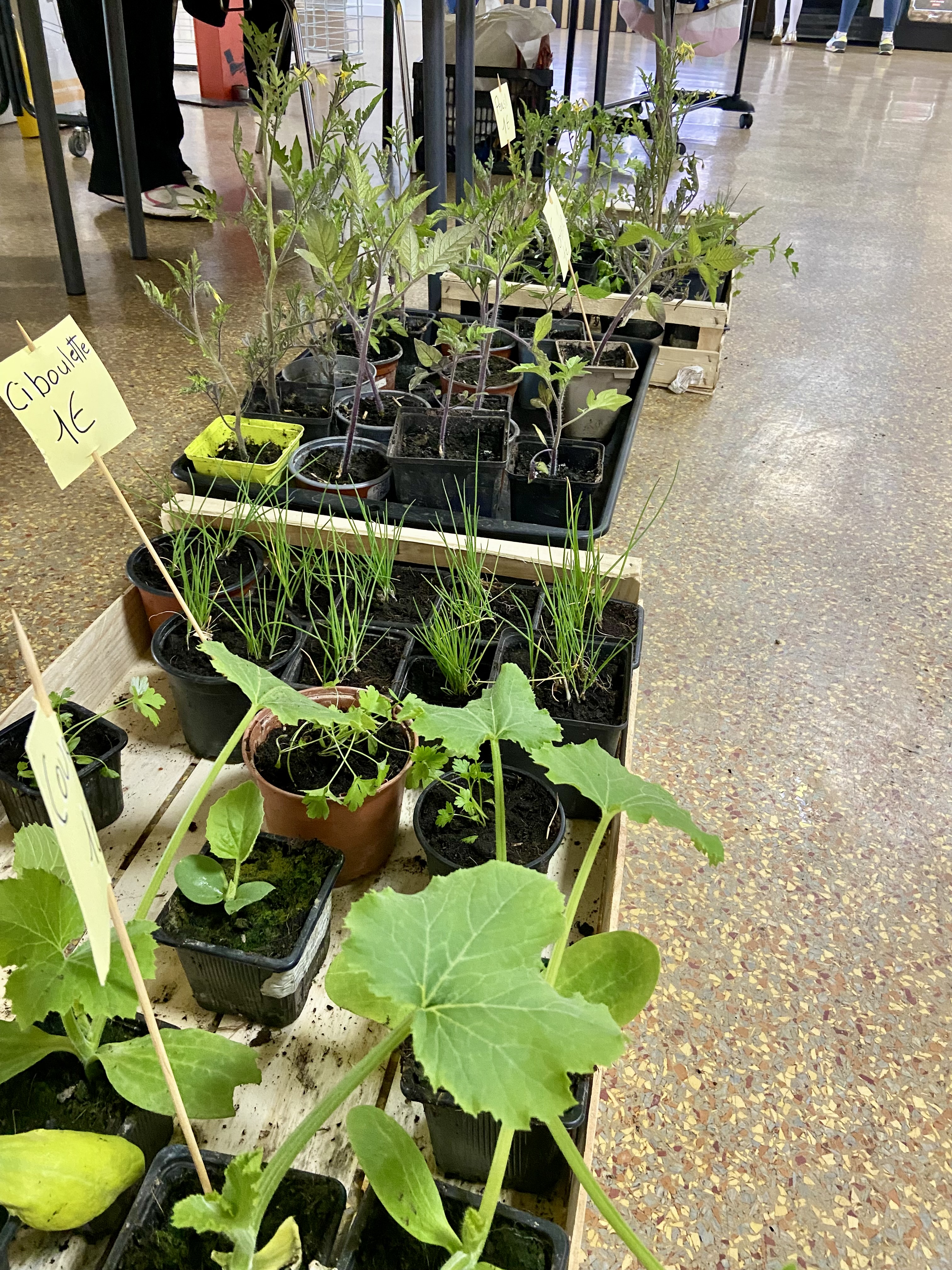 plantes