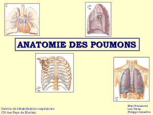 Anatomie des poumons