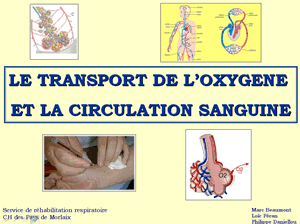 La circulation sanguine