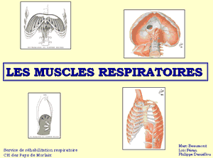 Les muscles respiratoires