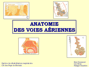 Anatomie des voies aériennes