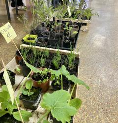 plantes