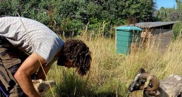 Tonte des moutons