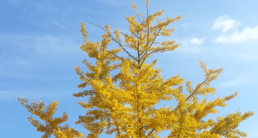 Arbre de vie