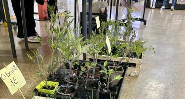 plantes